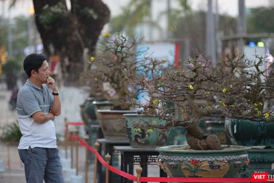 Người mê mai vàng bị các "siêu phẩm" hội thi Mai vàng Đà Nẵng năm 2023 "thôi miên"