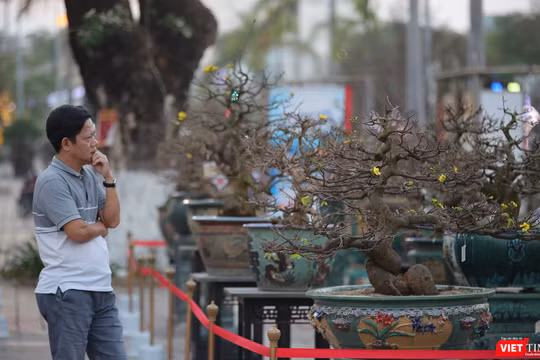 Người mê mai vàng bị các "siêu phẩm" hội thi Mai vàng Đà Nẵng năm 2023 "thôi miên"