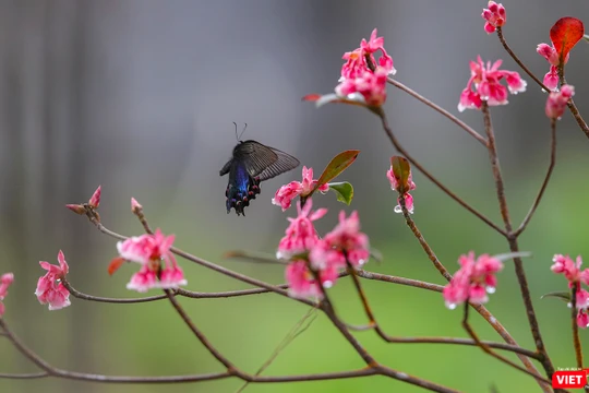 Hoa đào chuông khoe sắc trên đỉnh Bà Nà (Đà Nẵng)