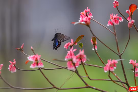 Hoa đào chuông khoe sắc trên đỉnh Bà Nà (Đà Nẵng)