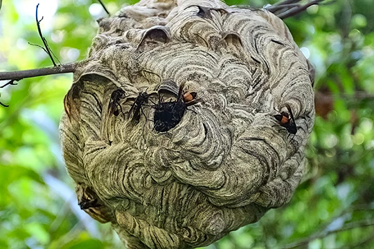 Tổ ong vò vẽ (ảnh xdvn)