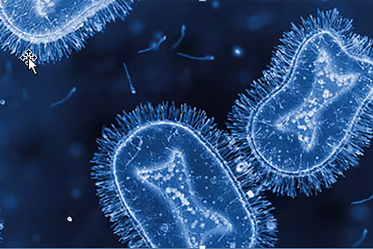 Virus đậu mùa khỉ