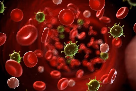 Nhiễm trùng huyết xảy ra khi virus, vi khuẩn, nấm, ký sinh trùng xâm nhập vào máu (ảnh BVCC)