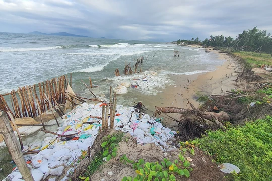 Bờ biển Cửa Đại (Hội An) bị xói lở nghiêm trọng