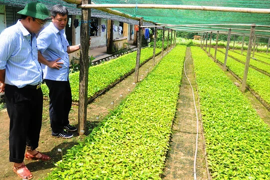Trung tâm bảo tồn và nuôi trồng dược liệu tại Quảng Nam