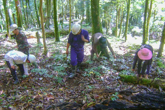 Khu vực rừng trồng Sâm Ngọc Linh trên địa bàn huyện Nam Trà My (Quảng Nam)