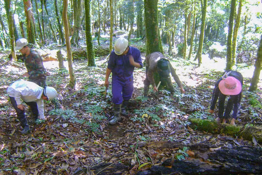 Khu vực rừng trồng Sâm Ngọc Linh trên địa bàn huyện Nam Trà My (Quảng Nam)