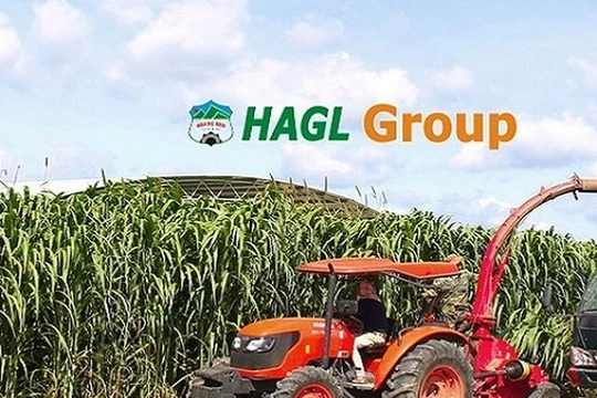 HAGL Agrico và HAGL đang tích cực tái cấu trúc nợ. (Ảnh: Internet)