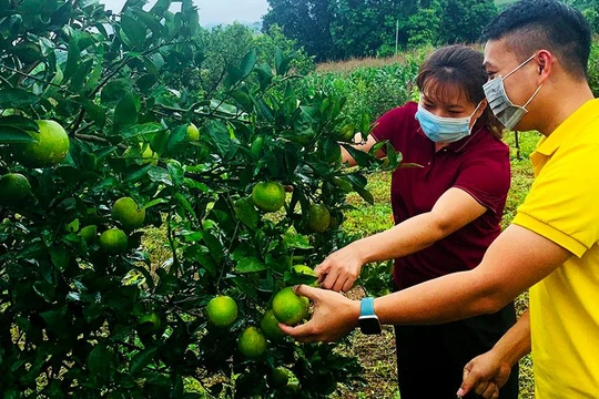 Gian hàng thanh niên khởi nghiệp trên sàn TMĐT Postmart nhằm giúp lực lượng thanh niên trên cả nước, đặc biệt thanh niên nông thôn chuyển đổi số dễ dàng hơn.