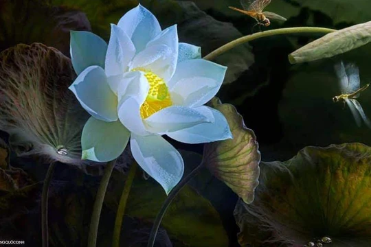 Tác phẩm của nghệ sĩ Dương Quốc Định mới đây bị sao chép tràn lan 