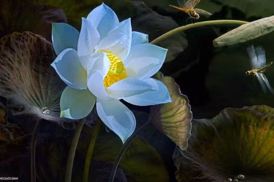 Tác phẩm của nghệ sĩ Dương Quốc Định mới đây bị sao chép tràn lan 