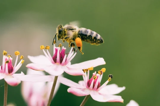AI có thể học cách “nhìn” và nhận diện thông minh hơn nhờ chuyển động như loài ong. Ảnh: Aaron Burden/Unsplash