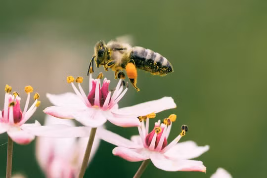 AI có thể học cách “nhìn” và nhận diện thông minh hơn nhờ chuyển động như loài ong. Ảnh: Aaron Burden/Unsplash