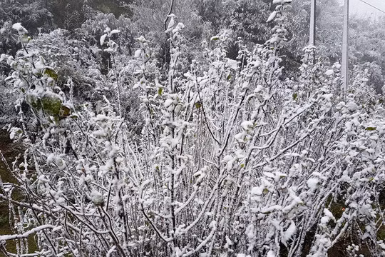 Băng giá, mưa tuyết đã bắt đầu xuất hiện ở Sapa sáng qua (31/1).