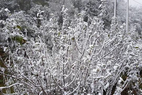 Băng giá, mưa tuyết đã bắt đầu xuất hiện ở Sapa sáng qua (31/1).