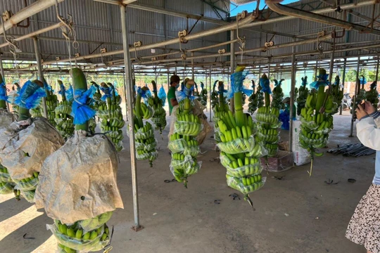 Bầu Đức đưa Hoàng Anh Gia Lai 'trở lại': Tôi thứ 2 thì không ai đứng thứ nhất