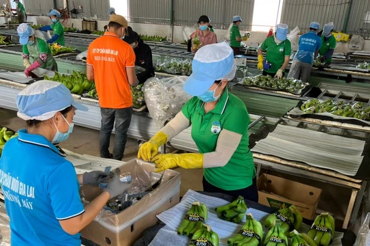 HNG thiệt hại 237 tỉ đồng từ bão Noru, lỗ 141,7 tỉ đồng chênh lệch tỷ giá