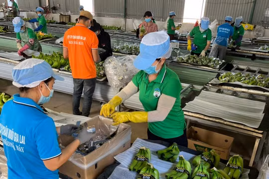 HNG thiệt hại 237 tỉ đồng từ bão Noru, lỗ 141,7 tỉ đồng chênh lệch tỷ giá