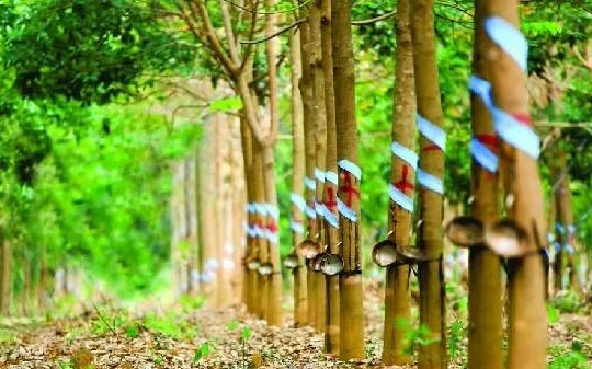 An Thịnh và Cường Thịnh từng chi 1.652 tỉ đồng để mua 59 triệu cổ phần phát hành riêng lẻ của HNG (Ảnh minh họa - Nguồn: Internet)