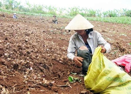 Những nông dân trồng dong riềng trên đất dốc của Tây Nguyên. Ảnh: T.T.H