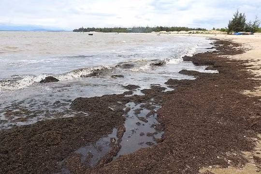 Xác rong biển trôi dạt vào bờ