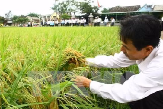 Năm 2016 sẽ mất thêm 100.000ha đất trồng lúa