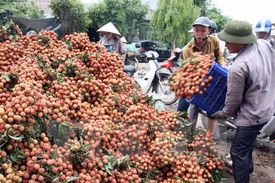 Việc mở rộng thị trường tiêu thụ vải sang các nước sẽ giúp giá vải ổn định hơn. Trong ảnh: thu hoạch vải tại Lục Ngạn, Bắc Giang