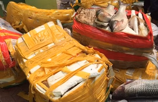 Cá trắm, ba ba Trung Quốc từ biên giới tuồn về Hà Nội tiêu thụ