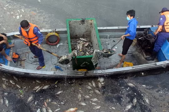 Các công nhân vớt xác cá nổi trên kênh Nhiêu Lộc - Thị Nghè đoạn gần cầu số 5 sáng 18-5 - Ảnh: Q.Khải