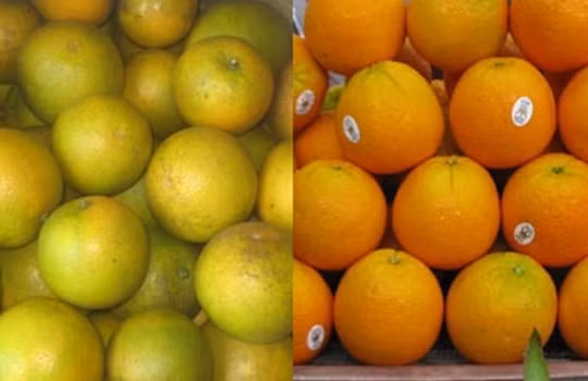 Phân biệt cam Trung Quốc với cam Vinh: Cam Vinh (trái) và cam Trung Quốc (phải)