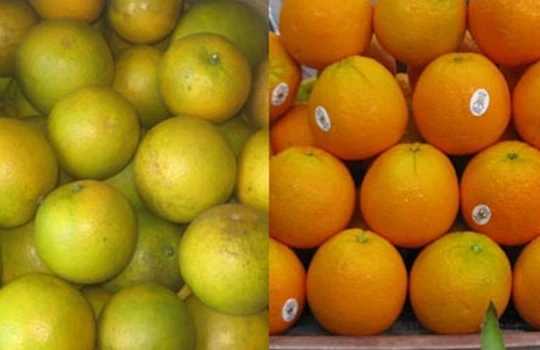 Phân biệt cam Trung Quốc với cam Vinh: Cam Vinh (trái) và cam Trung Quốc (phải)