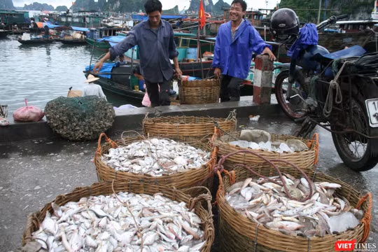 VASEP muốn Việt Nam "làm thực" Chương trình chống khai thác bất hợp pháp của EU (IUU). Ảnh: Quốc Dũng 