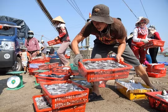 Ngư dân Quảng Trị vận chuyển cá lên bờ sau chuyến đánh bắt hải sản ngoài khơi xa.