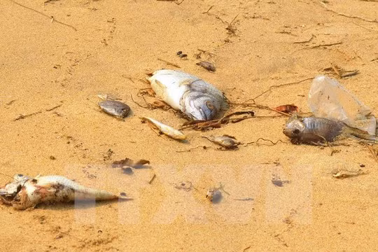 Đã xác định được nguyên nhân cá chết hàng loạt ở miền Trung