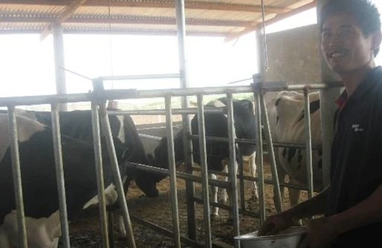 Bò sữa đang là vấn đề “nhức đầu” của địa phương trong thời gian qua