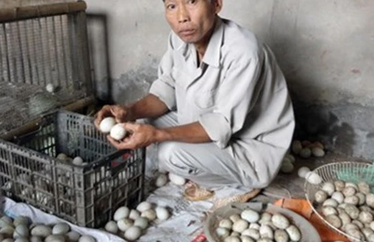 Nghi vấn trứng vịt “chuyển màu” sau khi dùng thức ăn chăn nuôi Trung Quốc