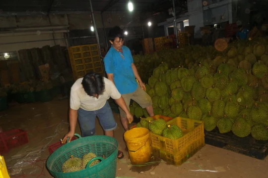 Hai công nhân bị bắt quả tang đang "tắm" hóa chất cho trái sầu riêng 