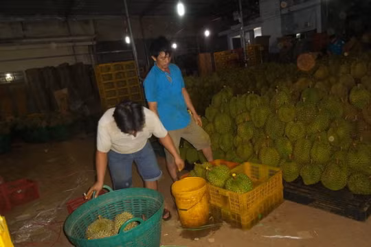 Hai công nhân bị bắt quả tang đang "tắm" hóa chất cho trái sầu riêng 