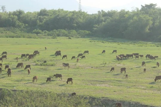 Hàng ngàn con bò ở xã Điện Quang được tham gia bảo hiểm- Ảnh: Lê Đình Dũng