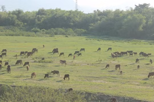 Hàng ngàn con bò ở xã Điện Quang được tham gia bảo hiểm- Ảnh: Lê Đình Dũng