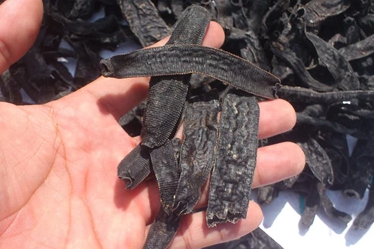 Bắt vụ vận chuyển 72 kg đỉa sấy khô từ Campuchia vào Việt Nam