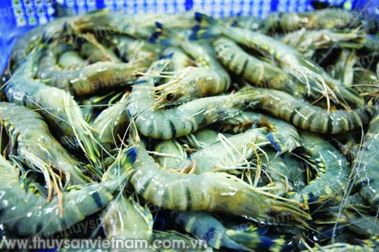 Cảnh báo tôm, cá bẩn từ Đài Loan, Ấn Độ nhập khẩu vào Việt Nam