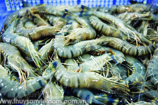Cảnh báo tôm, cá bẩn từ Đài Loan, Ấn Độ nhập khẩu vào Việt Nam