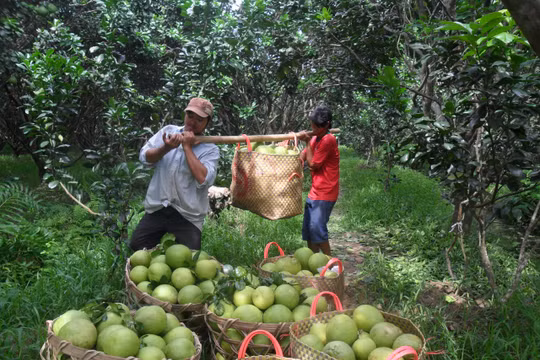 Thu hoạch bưởi ở Vĩnh Long. Ảnh: Hòa Bình
