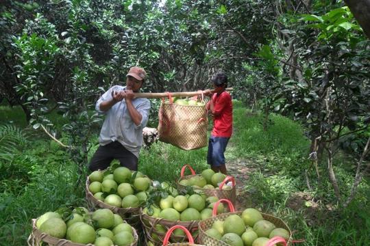 Thu hoạch bưởi ở Vĩnh Long. Ảnh: Hòa Bình