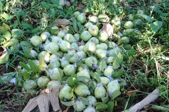 500 đồng một kg ổi, người miền Tây bỏ chín đầy vườn