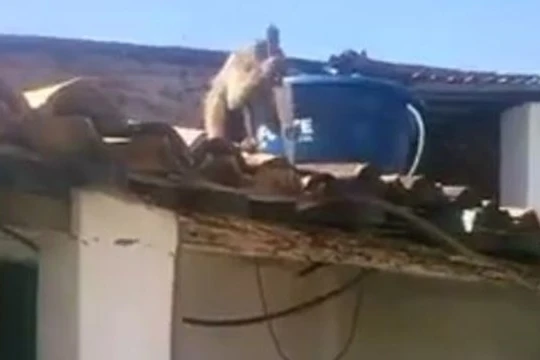 Video Khỉ say rượu trộm dao dọa đâm người