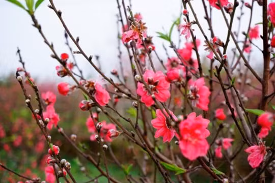 Sẽ được nghỉ 9 ngày Tết Bính Thân 2016