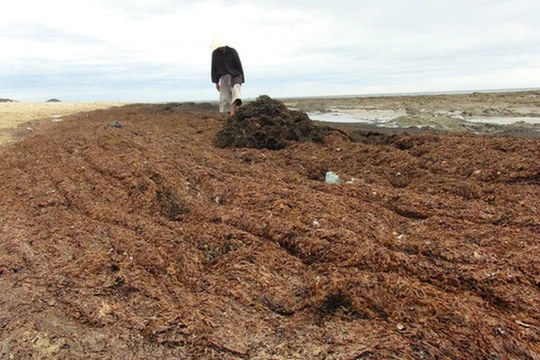 Rong biển trôi dạt vào dọc bờ biển Quảng Bình