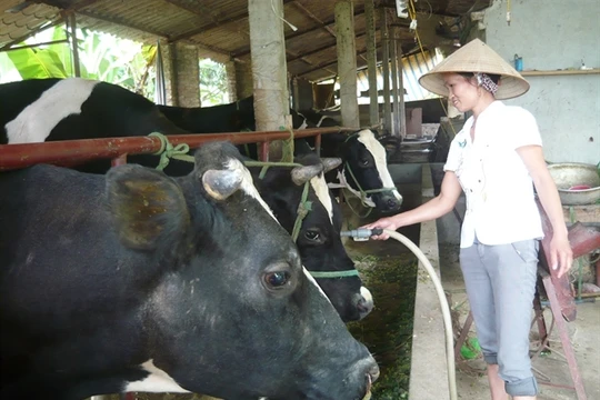 Giá sữa bò Việt Nam cao nhất thế giới